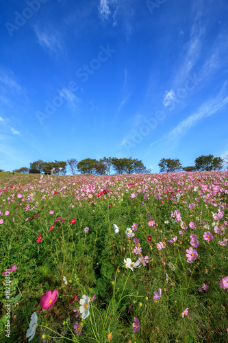 Wallpaper Mural コスモス畑 Torontodigital.ca