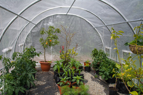 Interior of polytunnel photo