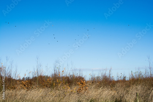 Sparse landscape with flock of birds flying overhead in clear blue sky