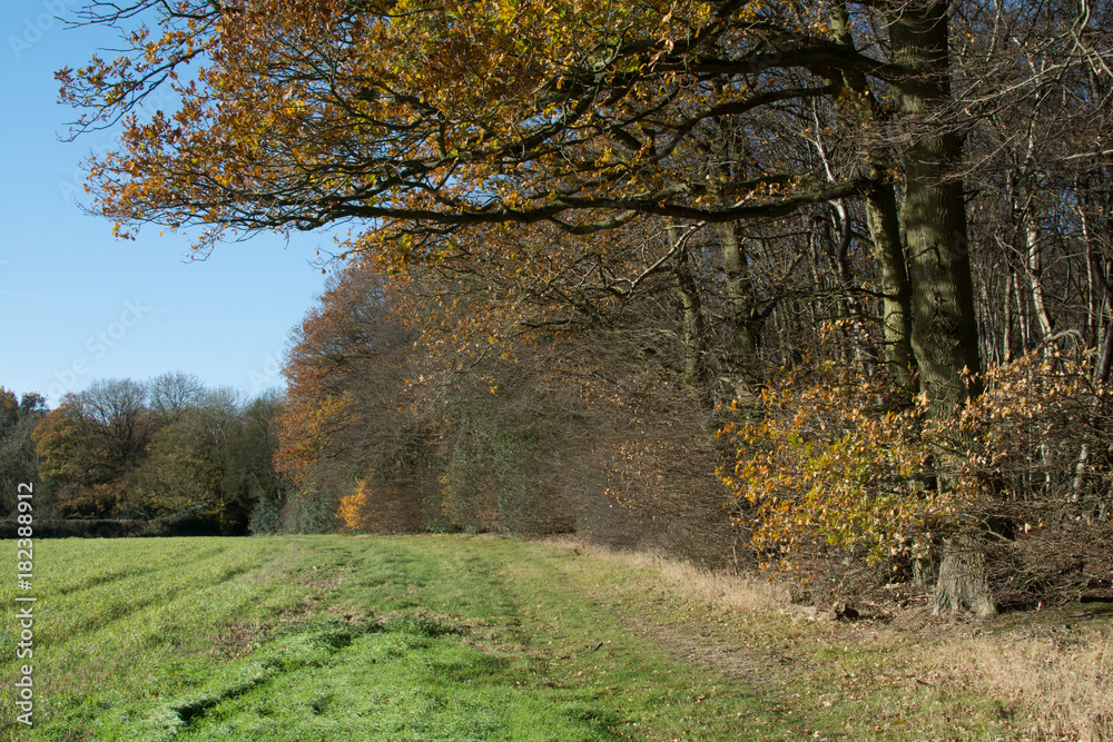 Leaves falling from a tree in coutryside scenery in winter