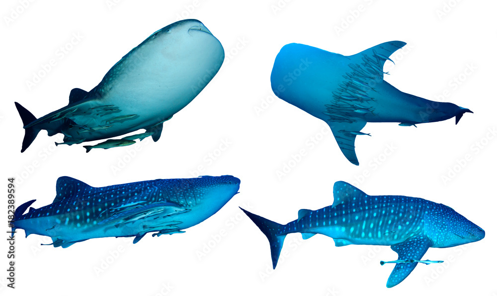 Whale Sharks isolated on white background Whale Sharks isolated on white background