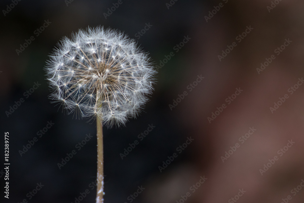 Obraz premium タンポポの綿毛