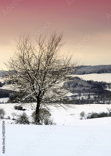 Winter landscape with tree. © Swetlana Wall