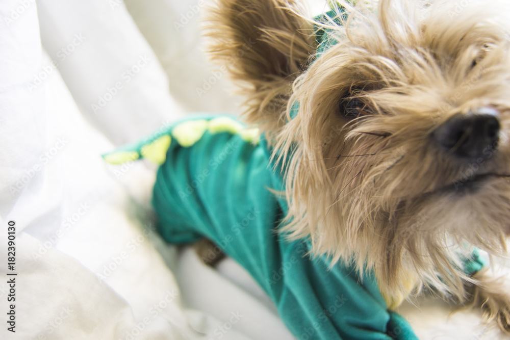 Perro pequeño yorkshire disfrazado de dinosaurio Perro pequeño yorkshire disfrazado de dinosaurio