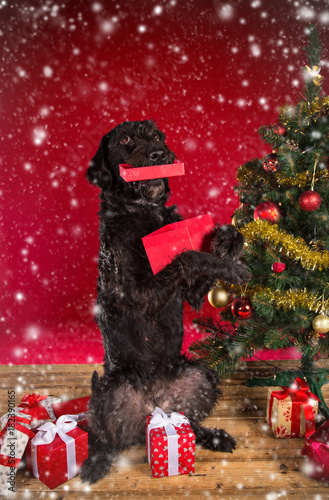 Black dog with red Christmas gift