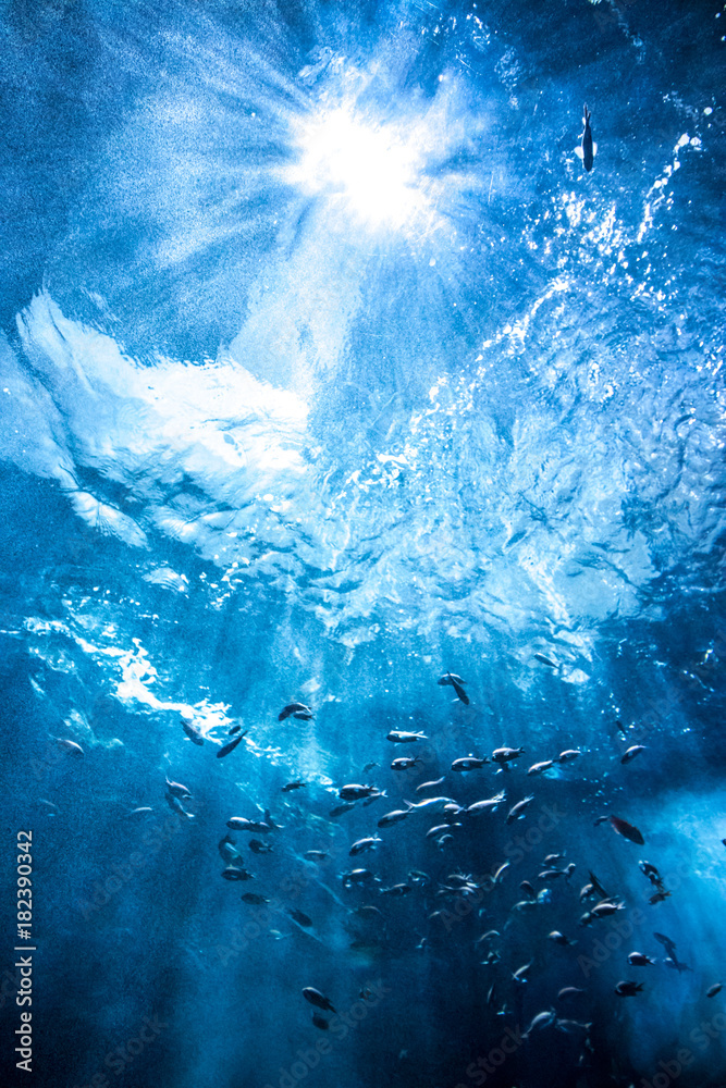 水中の魚群 Stock Photo Adobe Stock