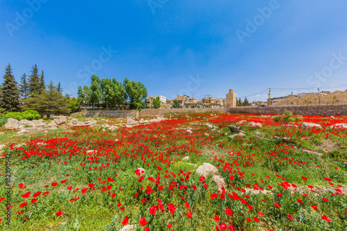 Poppy field in front of  the romans ruins of  Baalbek in Beeka valley Lebanon Middle east