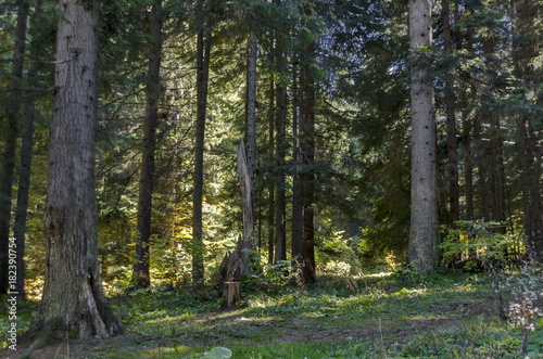 Tsarska or Royal Bistritsa park  for rest and walk with differently trees in venerable autumnal forest near by  resort  Borovets  Rila mountain  Bulgaria  