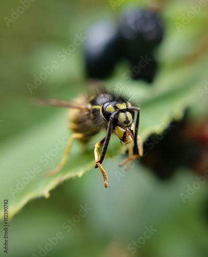 Wasp  © Wille