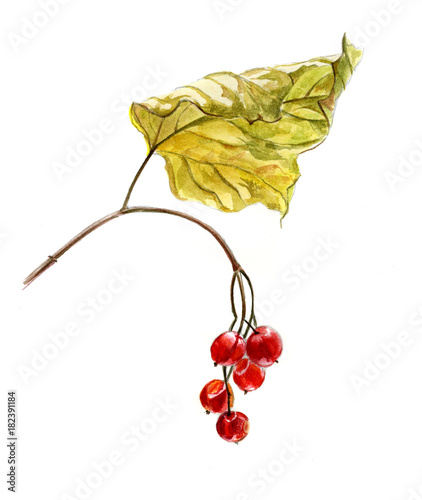 Red berries of viburnum on a branch  with yellow leaves, watercolor sketch, isolated