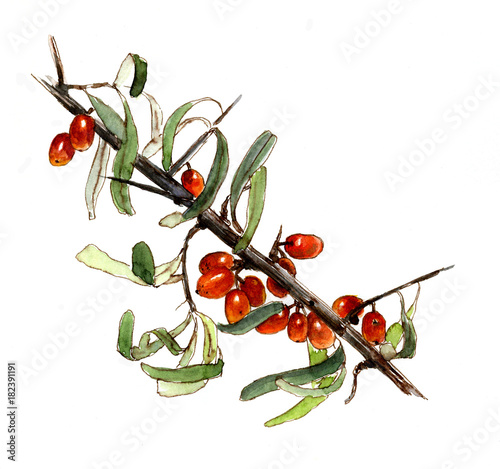 Branch of sea buckthorn berries, watercolor sketch, isolated