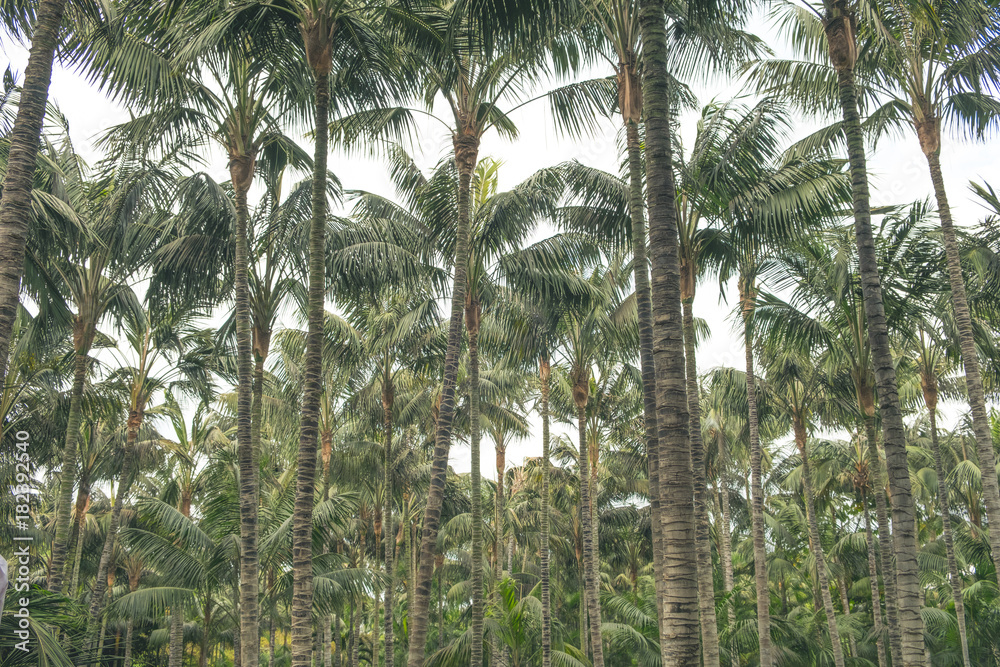 palm tree forest, coconut trees / treetops palm tree forest, coconut trees / treetops