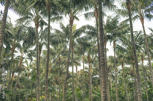 palm tree forest, coconut trees / treetops
