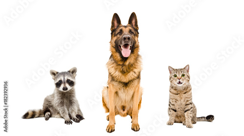 Fototapeta Naklejka Na Ścianę i Meble -  German Shepherd dog, cat  and raccoon, sitting together, isolated on white background