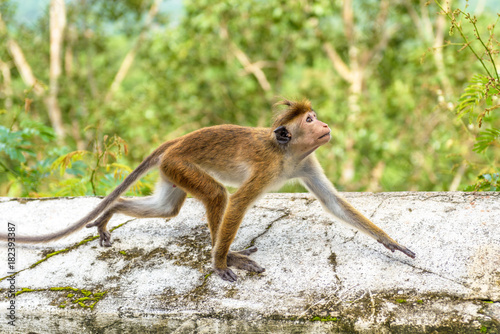 Monkey runs on the ancient Buddhist temple in Mulkirigala, Sri Lanka photo