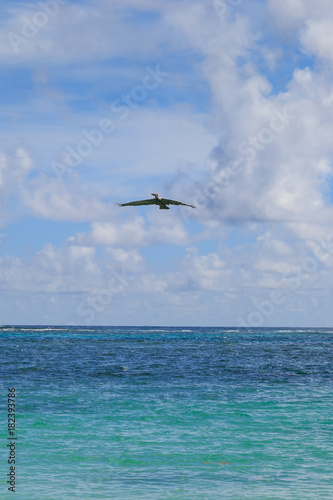 A Pelican in flight over the sea