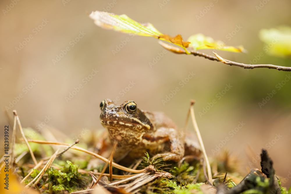 Fototapeta premium Bufo bufo low