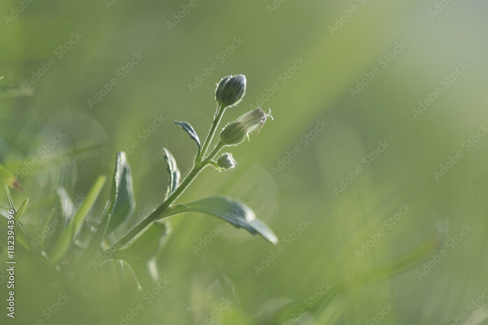 Beautiful flower blooming over green grass background. Beautiful flower blooming over green grass background.