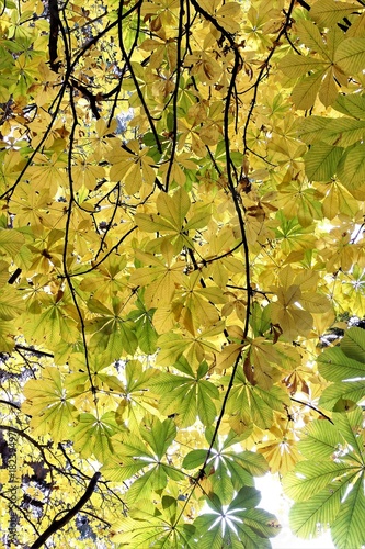 trees in deciduous autumn colres yellow and red, photo