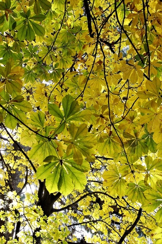 trees in deciduous autumn colres yellow and red, photo