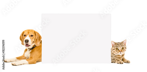 Beagle and cat Scottish Straight lying behind a banner, isolated on white background