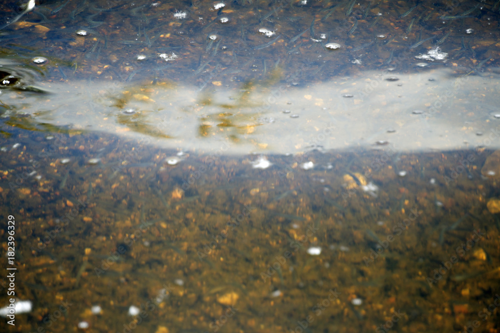 Small Fish swimming in Shallow Waters