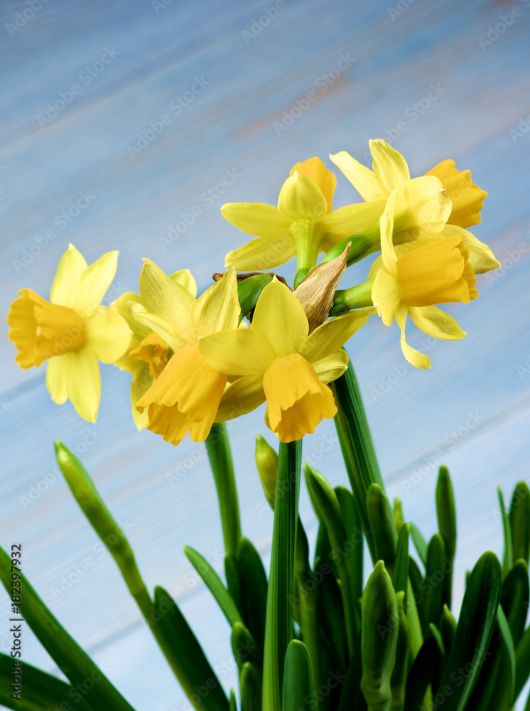 Obraz premium Wild Yellow Daffodils