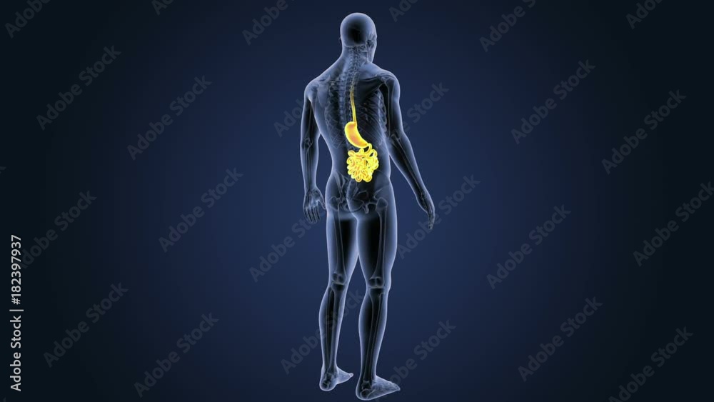 Stomach and Small Intestine with Skeleton Stomach and Small Intestine with Skeleton