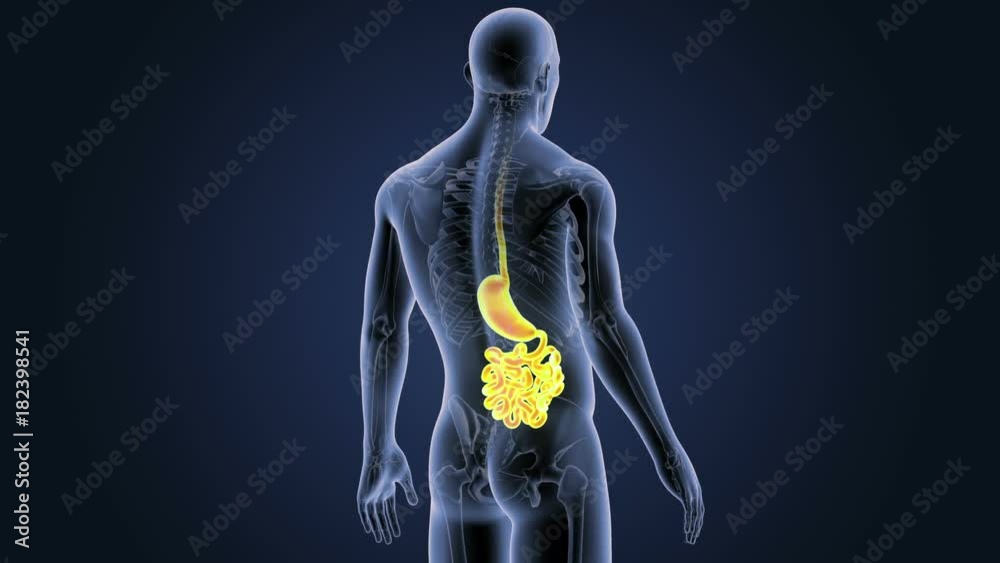Stomach and Small Intestine with Skeleton Stomach and Small Intestine with Skeleton