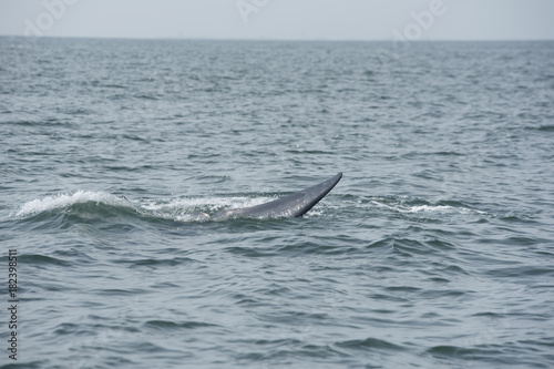 Bryde's whale, Whale in gulf of Thailand..
