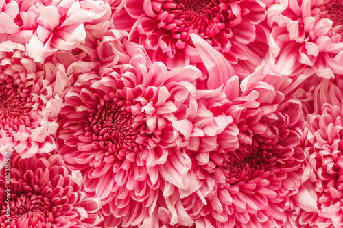 Background texture abstract chrysanthemum pink flowers spring