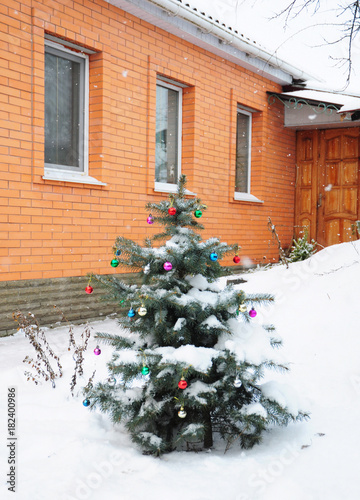 Blue Spruce (Picea pungen) with colorful christmas balls decoration in the garden. Christmas tree outdoor in snow. Winter christmas holiday scenery. © bildlove