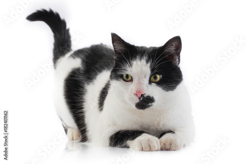 Beautiful black & white cat isolated on a white