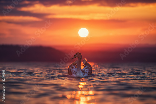 Swans in the sea and beautiful sunset