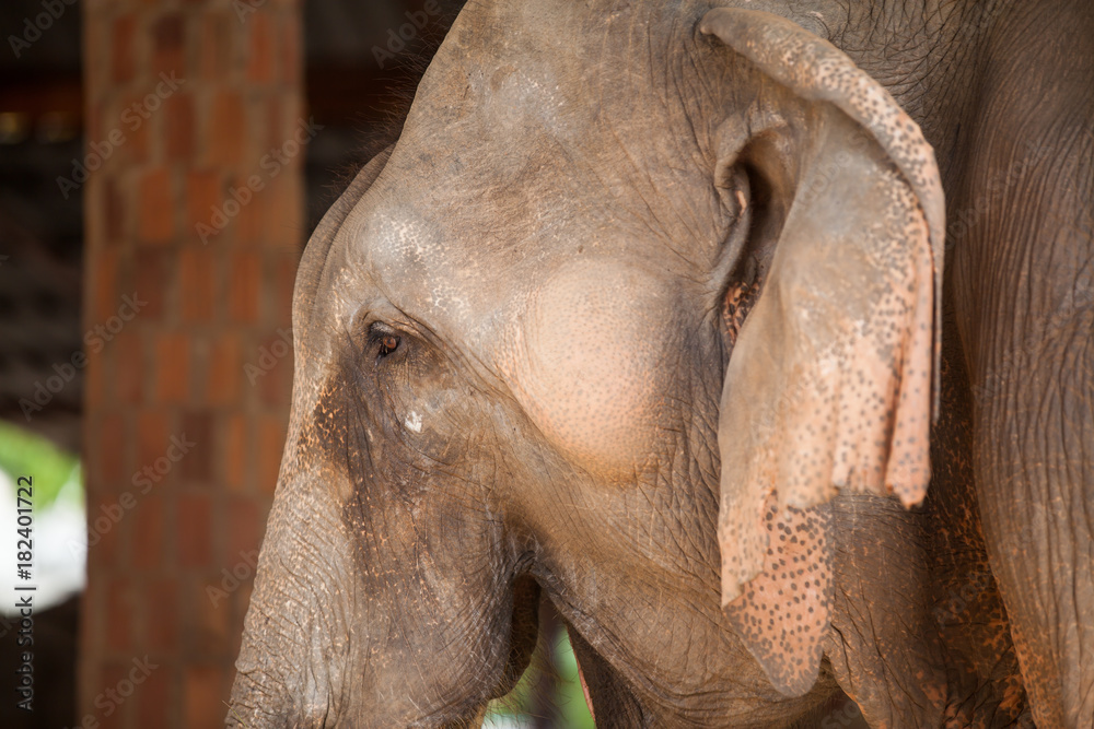 Fototapeta premium Thai elephant closeup.