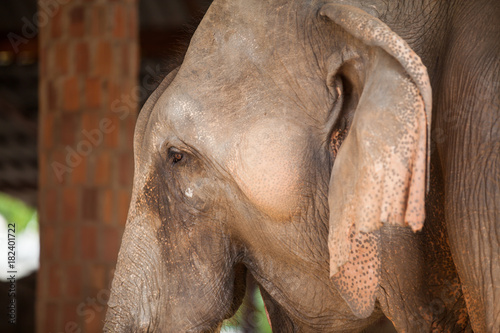 Thai elephant closeup.