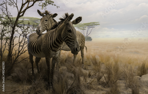 Two zebras in dry field