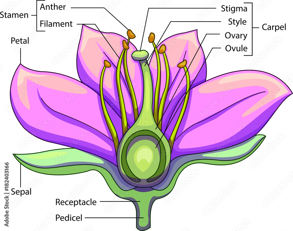 Vector illustration of schematic longitudinal section of a flower with ...