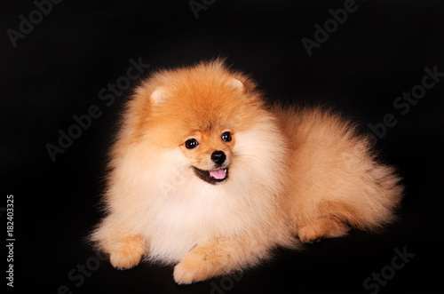 Beautiful puppy of a spitz on a black background