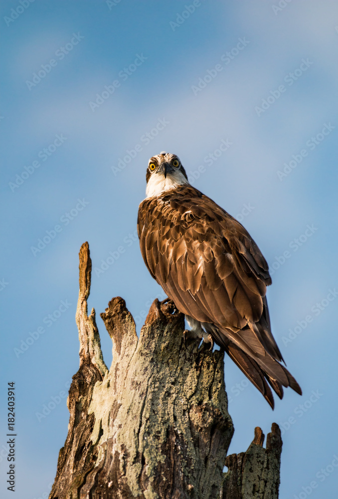 Fototapeta premium Osprey