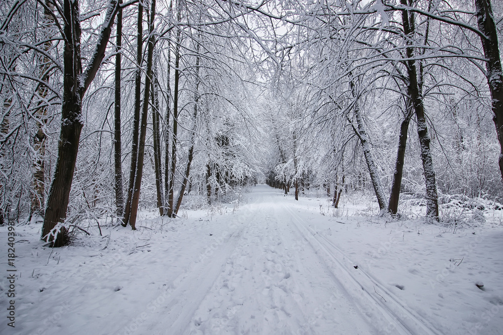 winter forest covered snow winter forest covered snow