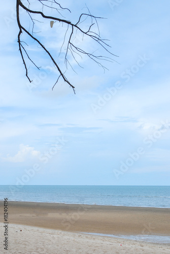 dry tree on the sand beach photo