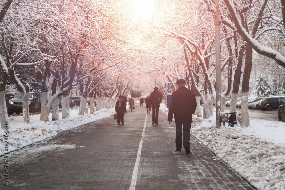Fototapeta premium pedestrian way tree winter