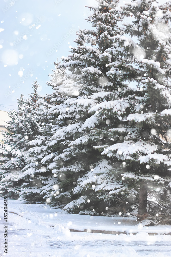 Fototapeta premium winter fir tree snow