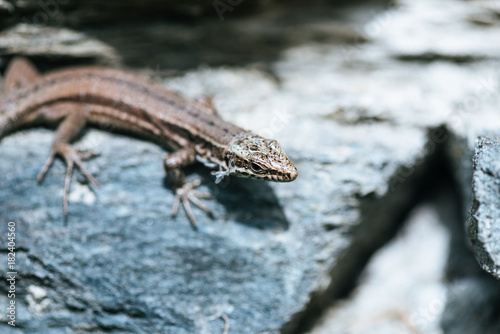 Wall lizard on a stone