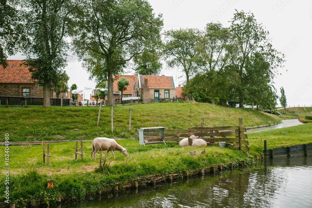 Views of the village and the sheep Views of the village and the sheep