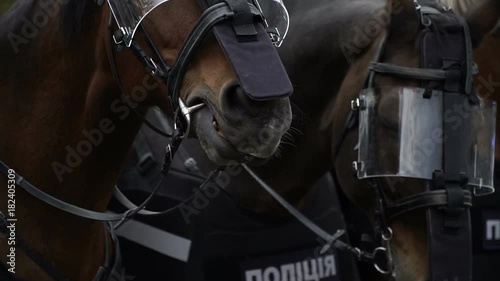 Horses mounted police in protective equipment on the streets of the city during public events. Close-up