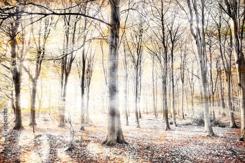 Whispering woodland in autumn fall