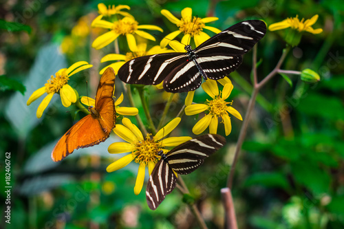 Heliconius Charithonia and Dryas iulia, zebra longwing butterfly and julia butterfly