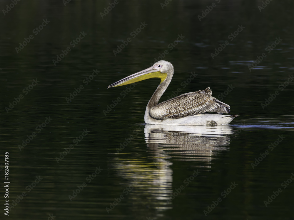 White Pelican Swimming in Green Water White Pelican Swimming in Green Water